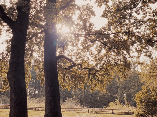 A sunny autumn day at the park. The sun hiding behind two big trees. Welcoming autumn with intention.